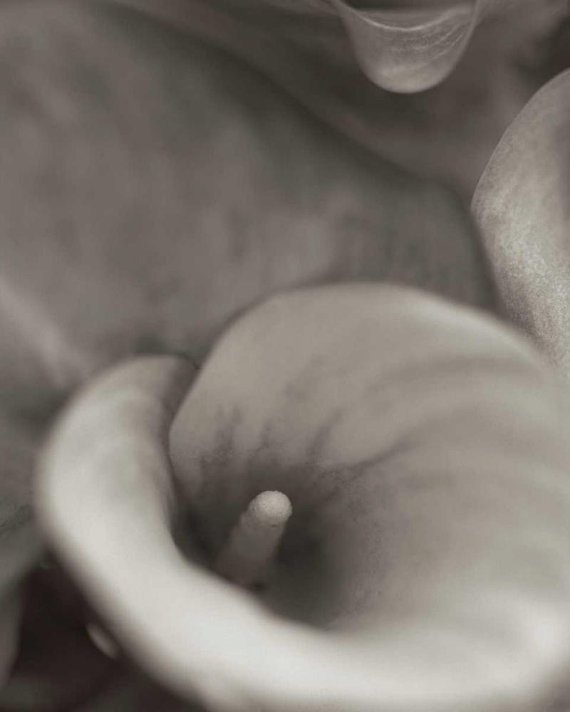 Wall Art Painting id:81841, Name: Florison - 19, Artist: Blaustein, Alan