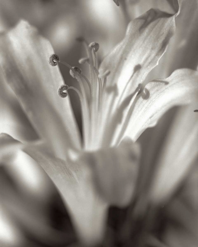 Wall Art Painting id:81836, Name: Florison - 14, Artist: Blaustein, Alan