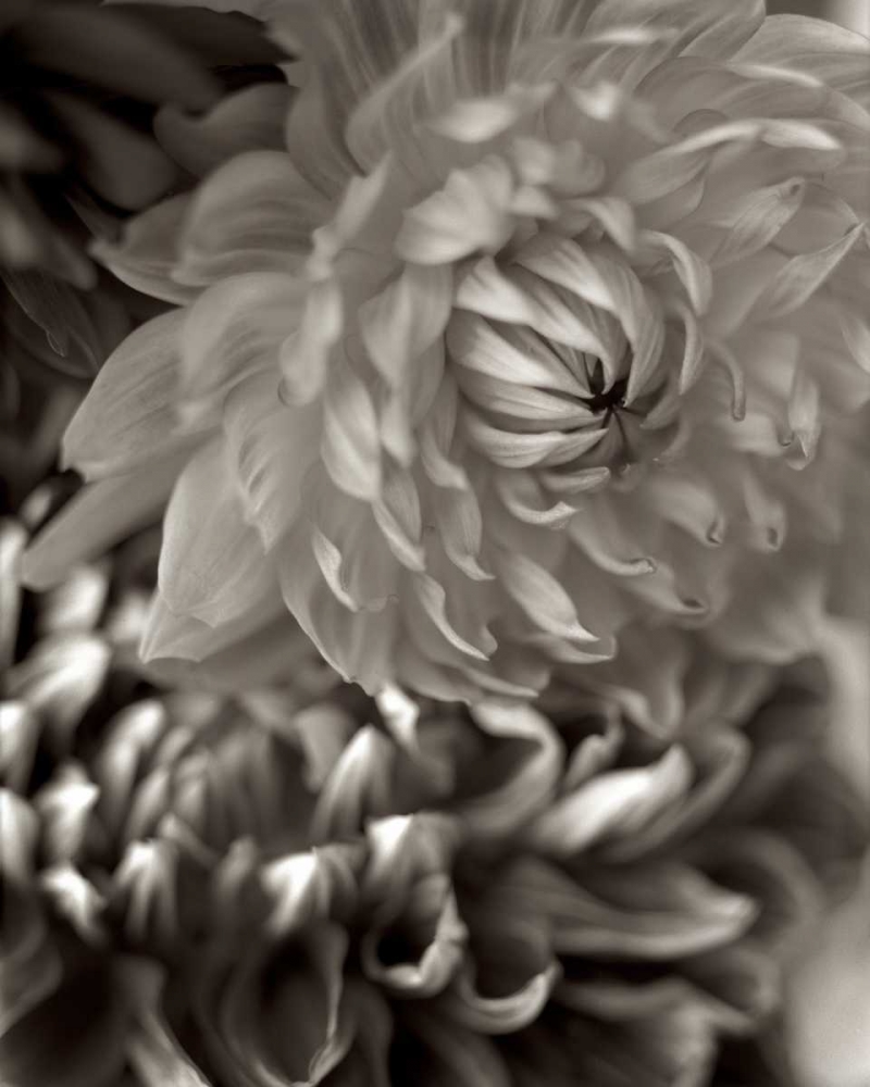 Wall Art Painting id:81827, Name: Florison - 10, Artist: Blaustein, Alan