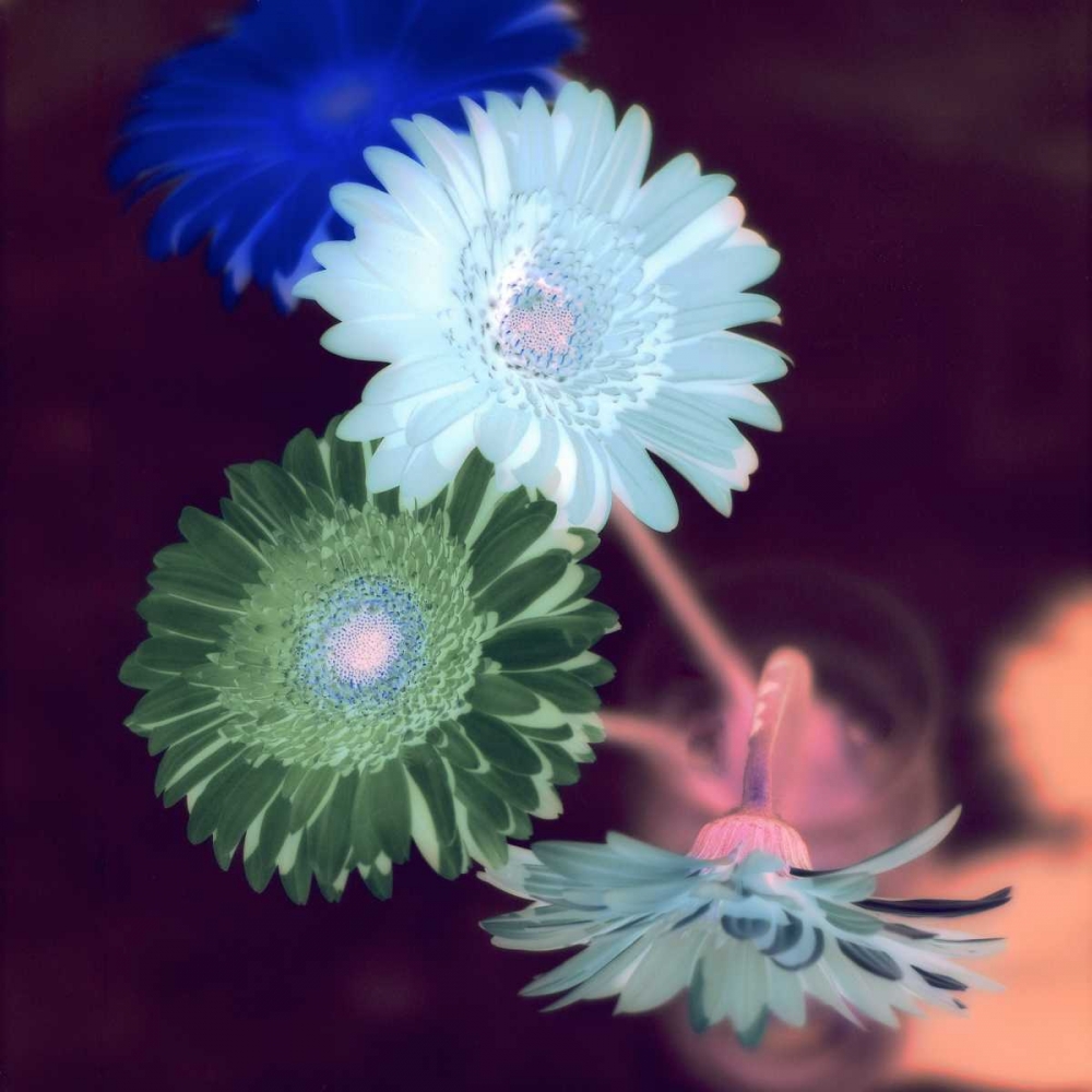 Wall Art Painting id:81819, Name: Floral Color - 5, Artist: Blaustein, Alan