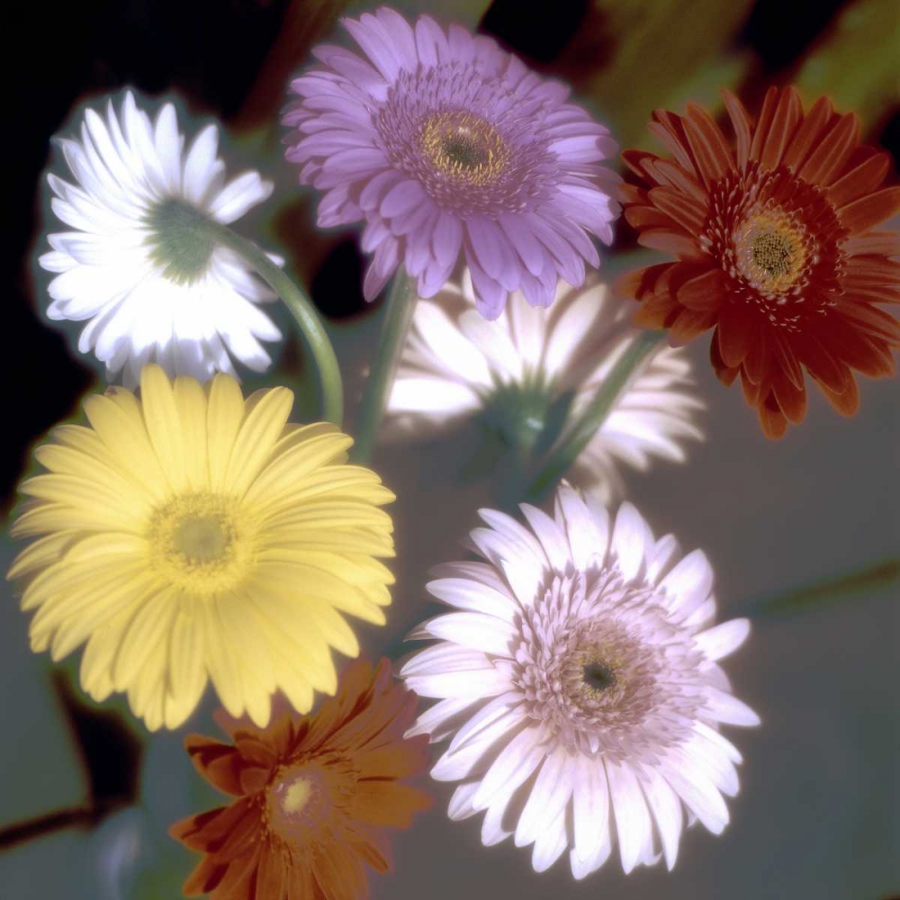 Wall Art Painting id:81820, Name: Floral Color - 6, Artist: Blaustein, Alan