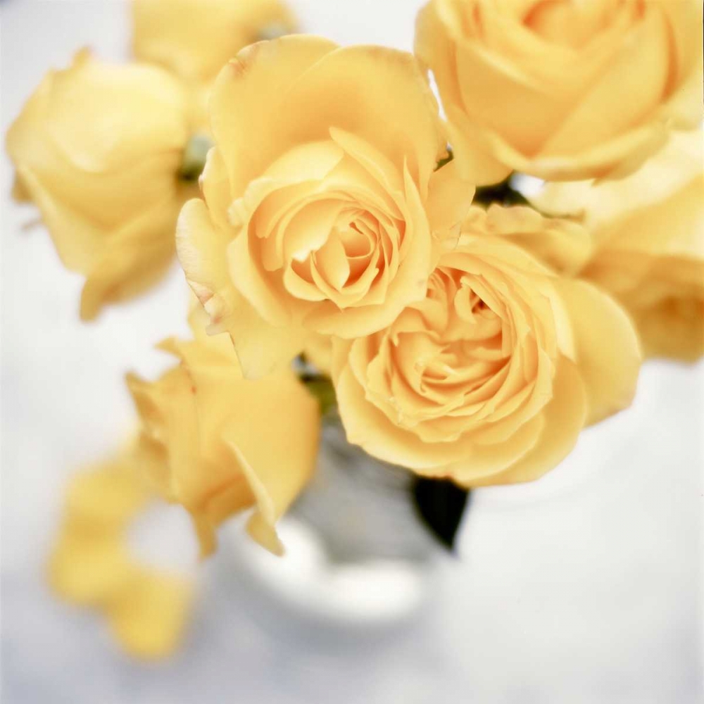 Wall Art Painting id:81807, Name: Floral Color - 21, Artist: Blaustein, Alan