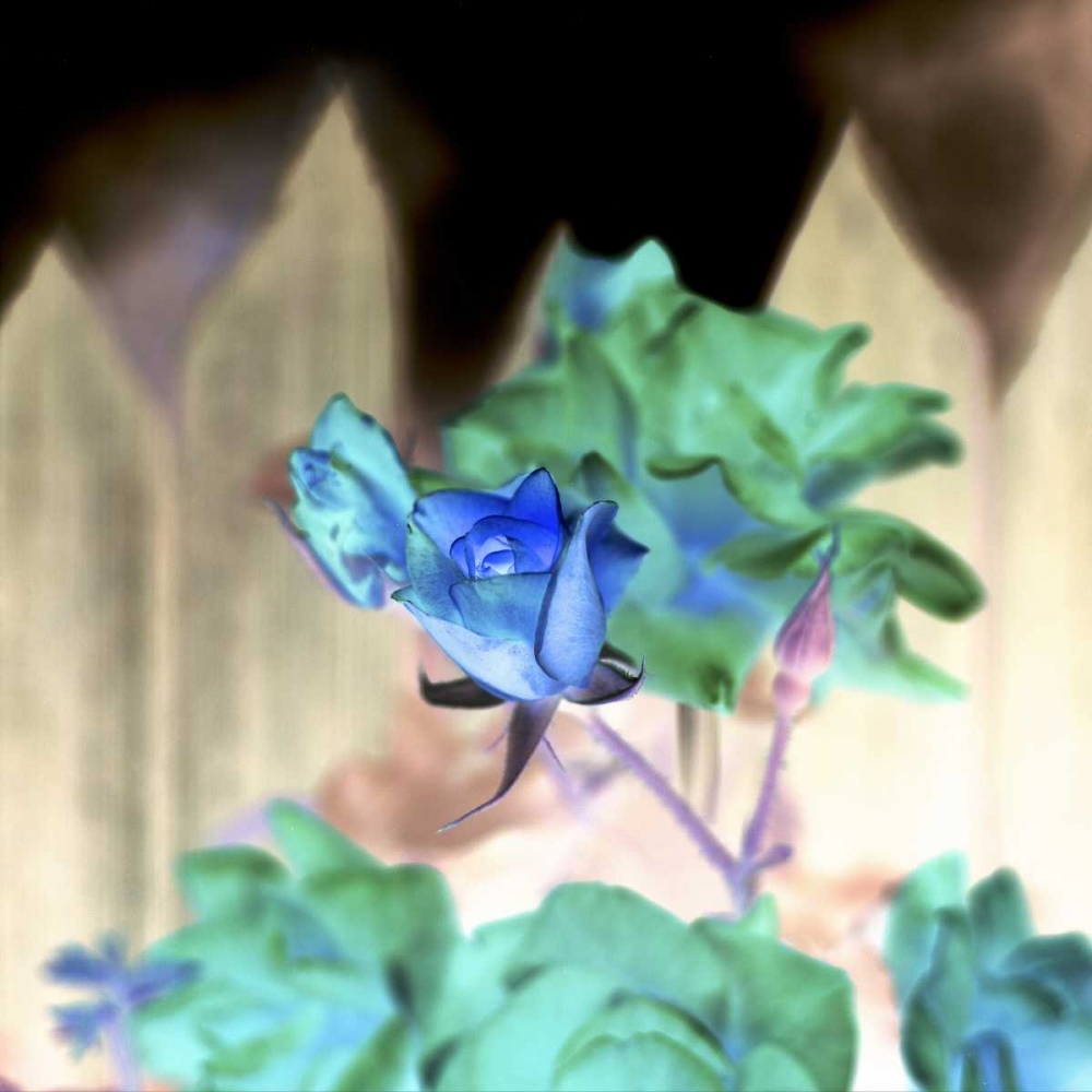 Wall Art Painting id:81821, Name: Floral Color - 7, Artist: Blaustein, Alan