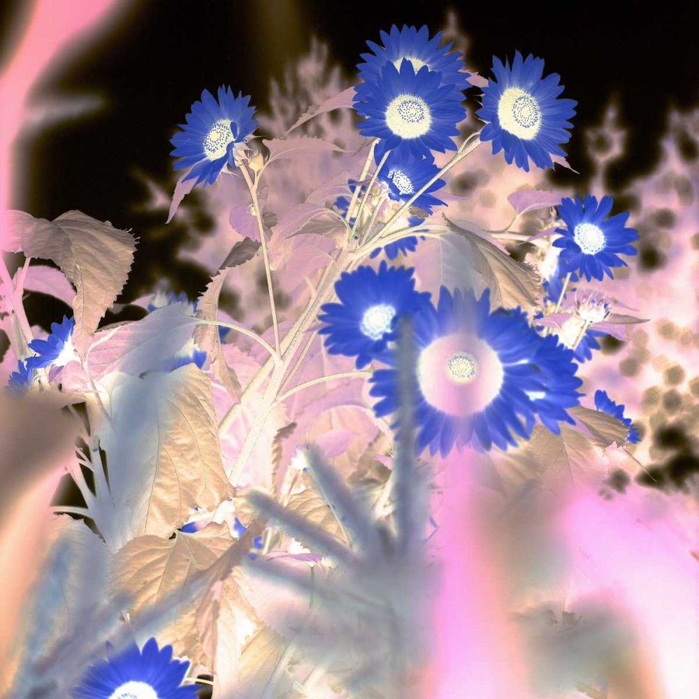 Wall Art Painting id:81822, Name: Floral Color - 8, Artist: Blaustein, Alan