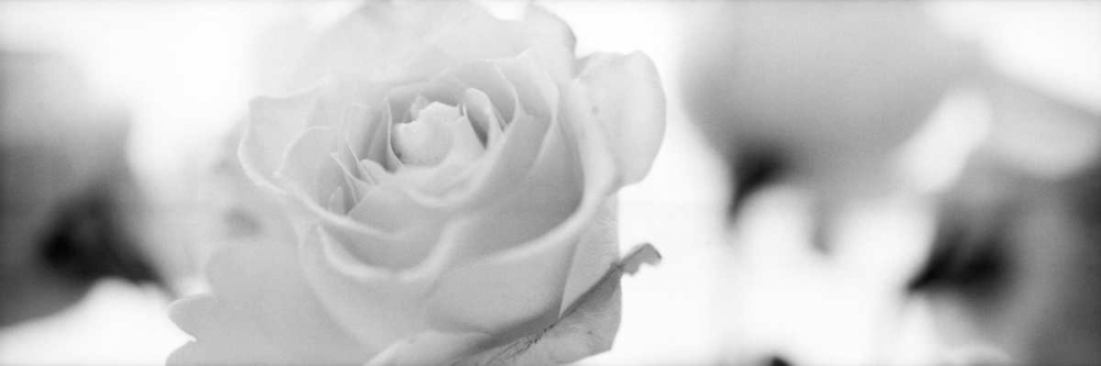 Wall Art Painting id:81830, Name: Florison - 102, Artist: Blaustein, Alan