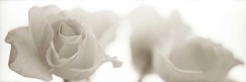 Wall Art Painting id:81831, Name: Florison - 103, Artist: Blaustein, Alan