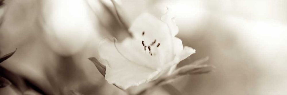 Wall Art Painting id:81832, Name: Florison - 104, Artist: Blaustein, Alan