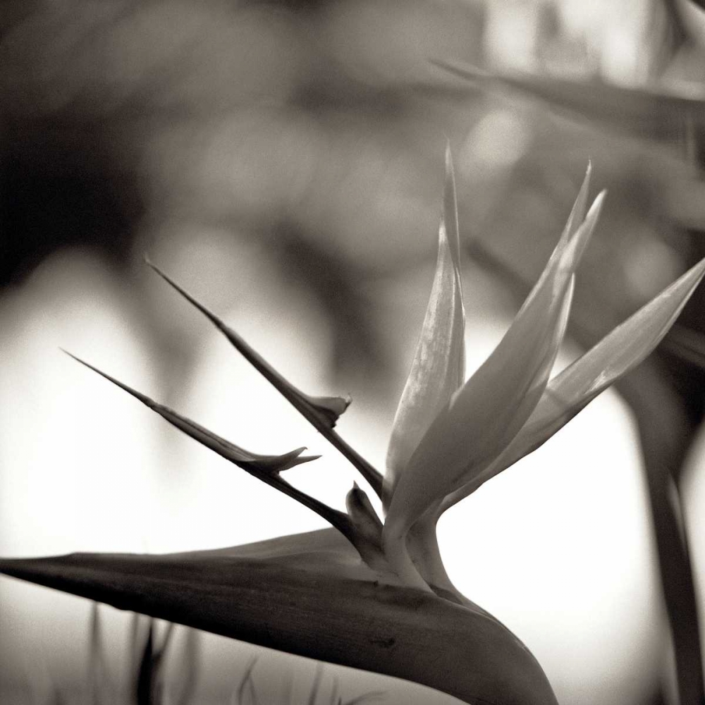 Wall art: Florison - 29, by Blaustein, Alan