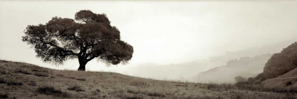 Art Print: Black Oak - 1