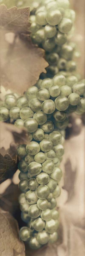 Art Print: Chardonnay