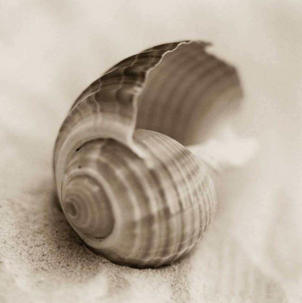 Wall art: La Playa No3, by Blaustein, Alan