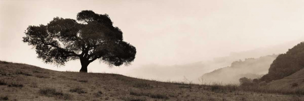 Art Print: Black Oak Tree