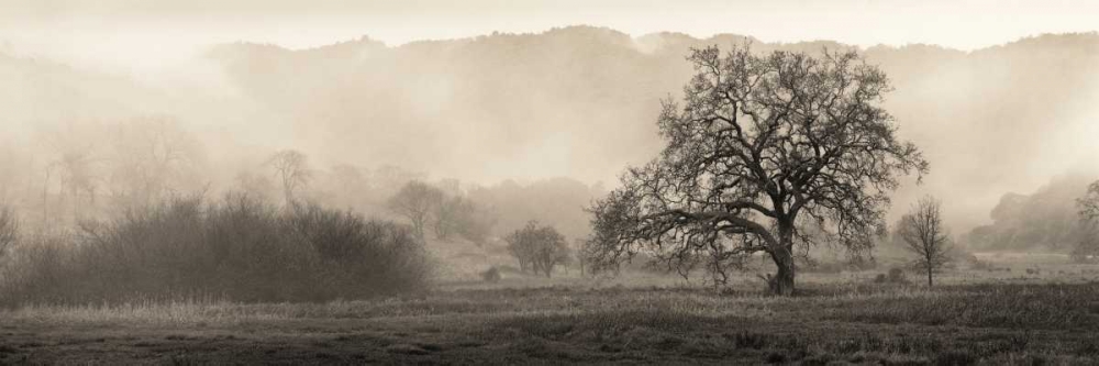 Art Print: Meadow Oak Tree