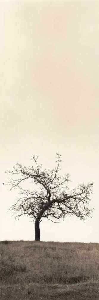Art Print: Cherry Blossom Tree