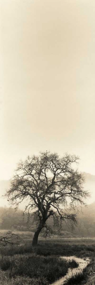 Art Print: Valley Oak Tree