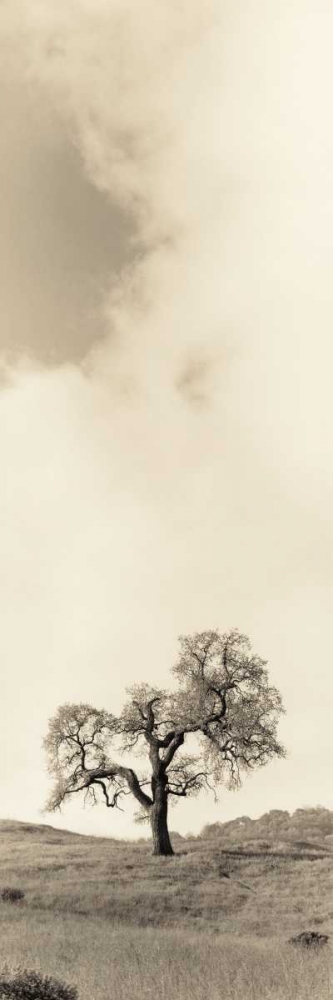 Art Print: Vintage Oak Tree