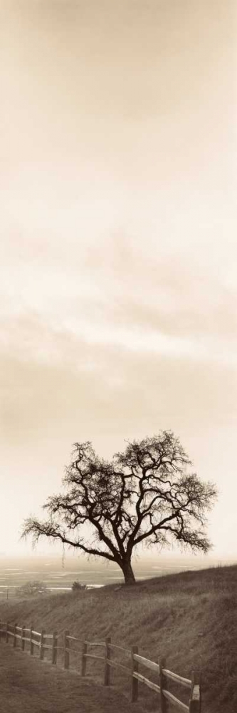 Art Print: Sentinel Oak Tree