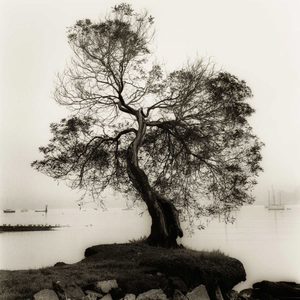 Art Print: Coast Oak Tree