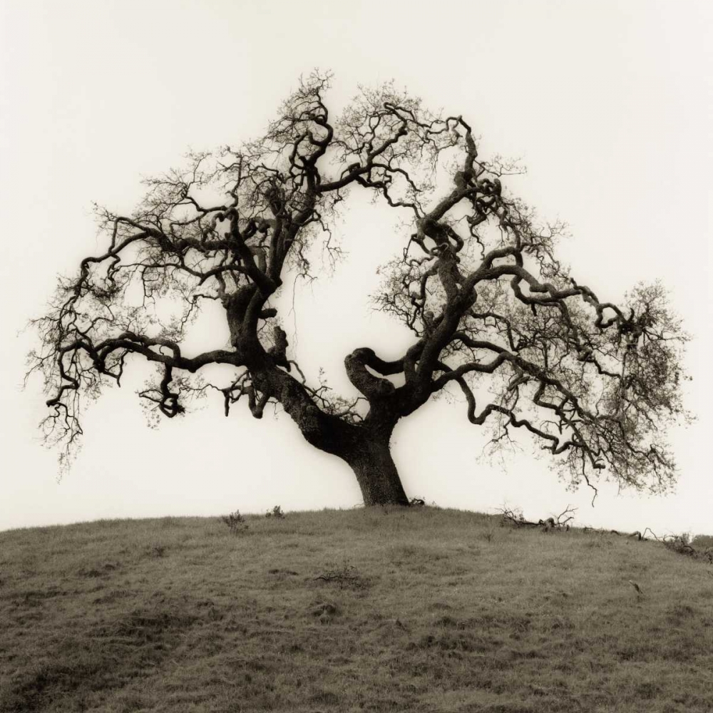 Art Print: Hillside Oak Tree