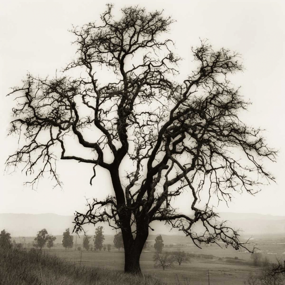 Art Print: Country Oak Tree