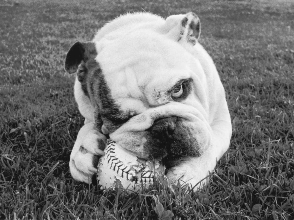 Wall Art Painting id:14606, Name: Obsess, Artist: Beals, Sharon