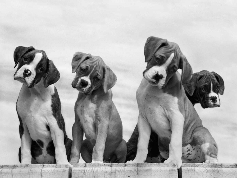 Wall art: Wonder, by Beals, Sharon