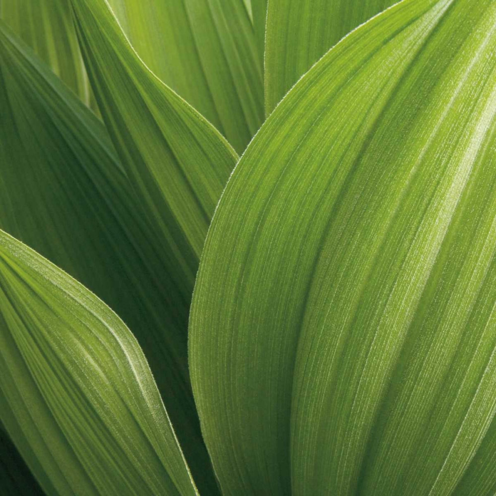 Art Print: Corn Lily