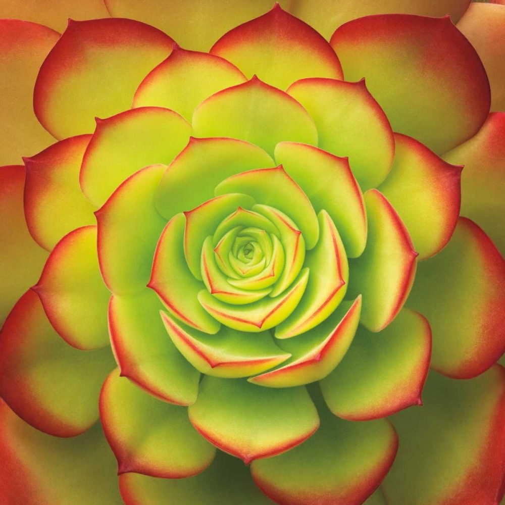 Art Print: Fiery Succulent