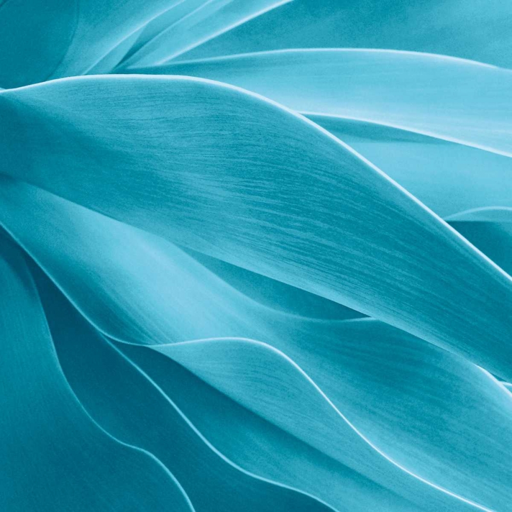 Art Print: Succulent