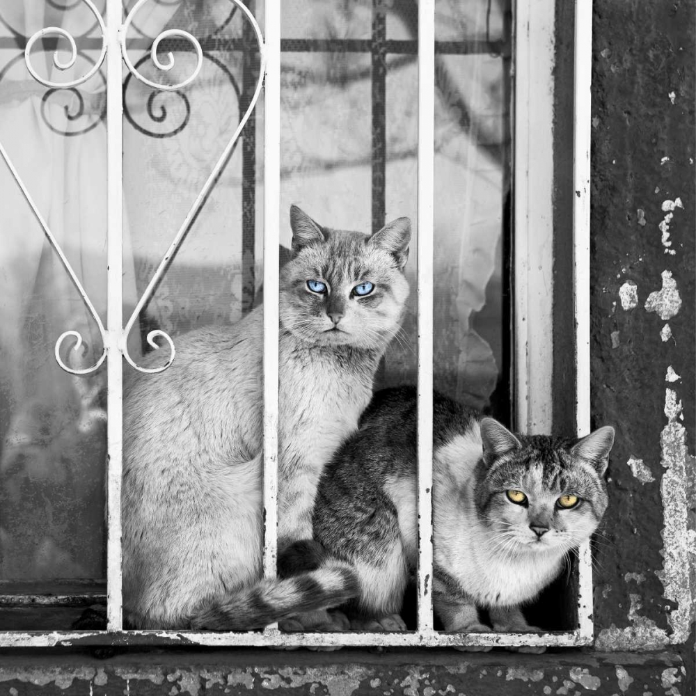 Wall Art Painting id:65678, Name: The Stare, Artist: Bertelli, Jon