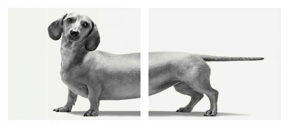 Wall Art Painting id:66259, Name: Heads and Tails, Artist: Bertelli, Jon