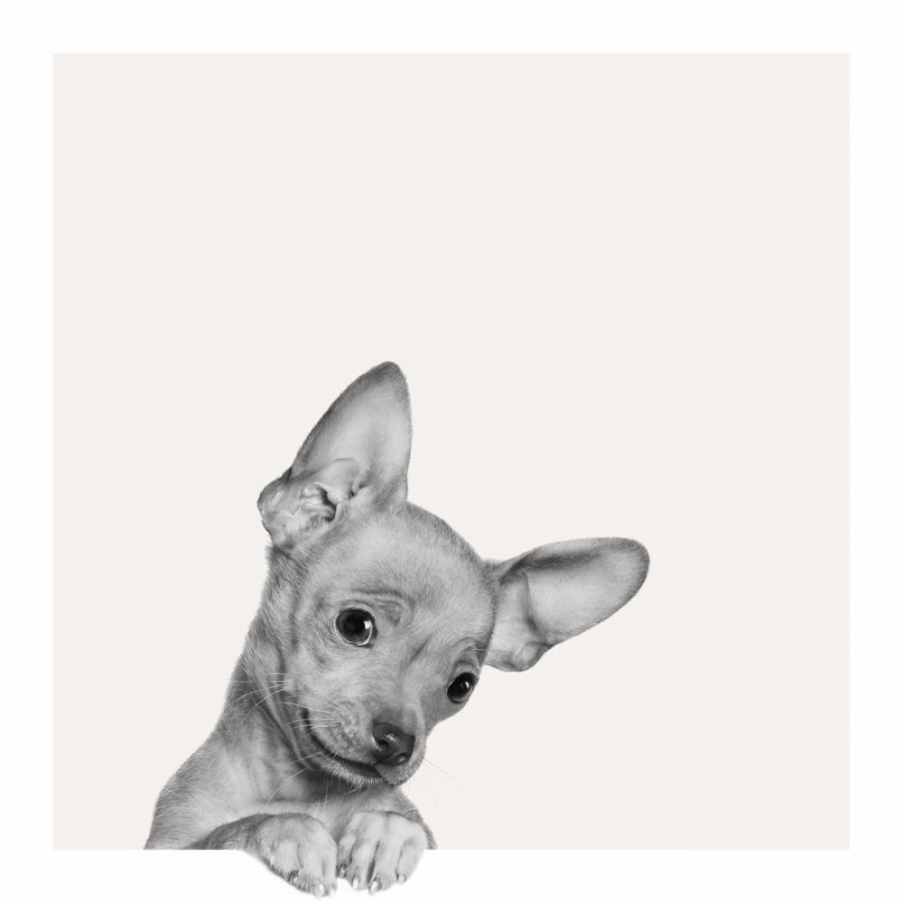 Wall Art Painting id:74564, Name: Sweet Chihuahua, Artist: Bertelli, Jon