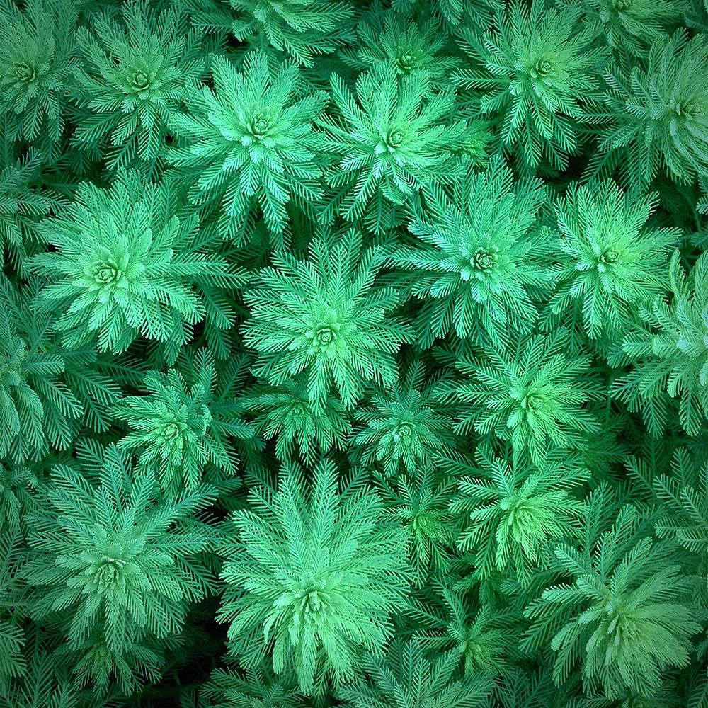 Art Print: Sea Green