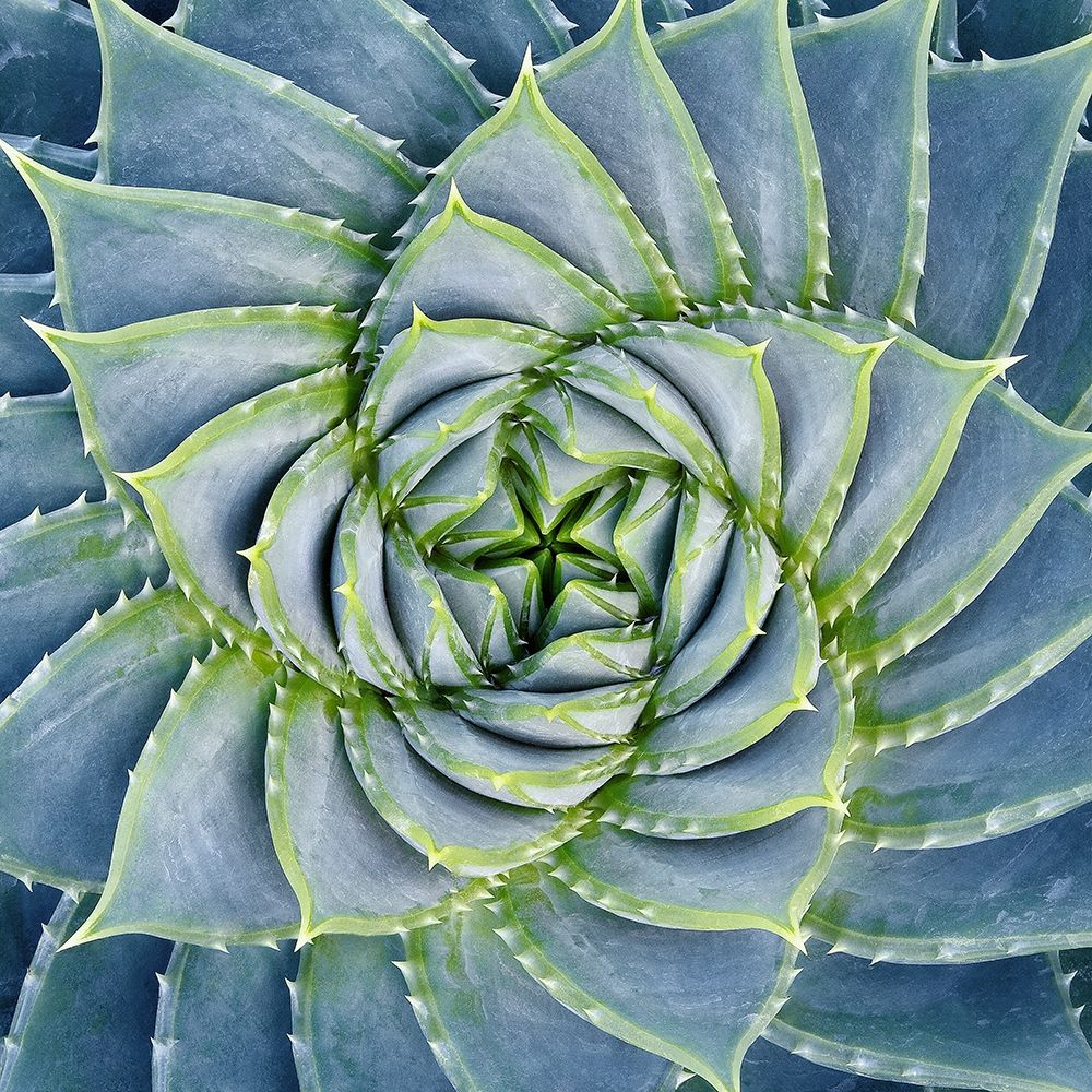 Art Print: Spiral Succulent