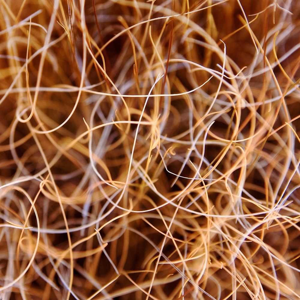 Art Print: Zion Grass