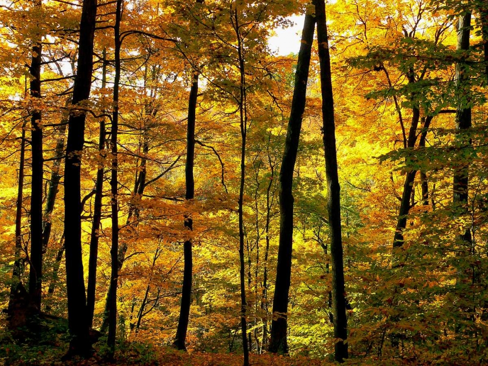 Art Print: Fall Colors