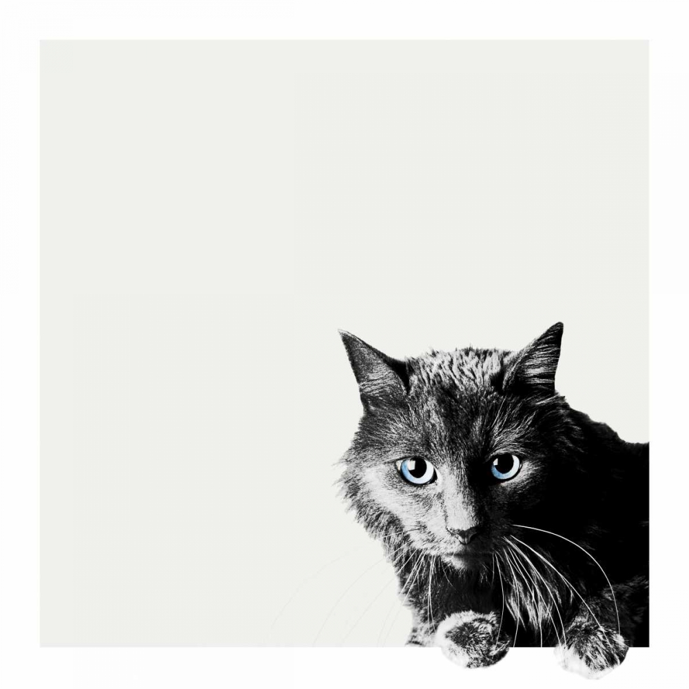 Wall Art Painting id:88243, Name: Inquisitive, Artist: Bertelli, Jon