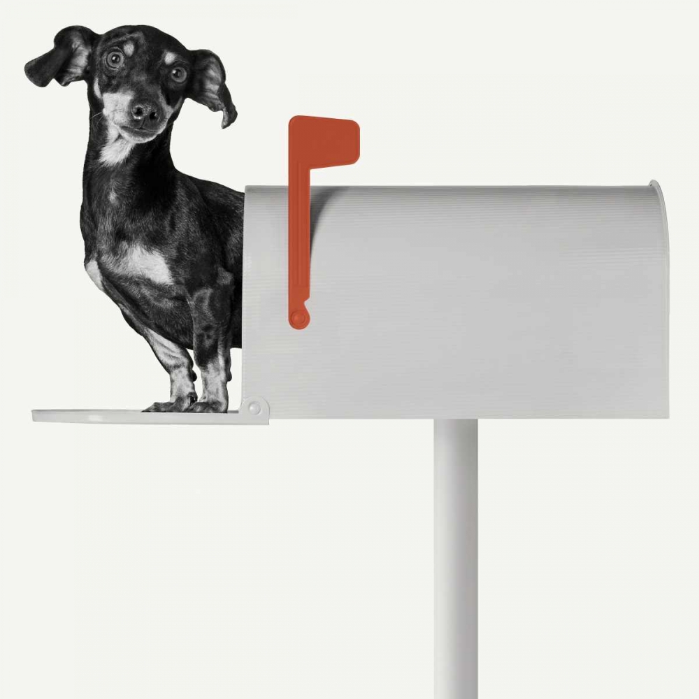 Wall Art Painting id:88244, Name: Youve Got Mail, Artist: Bertelli, Jon
