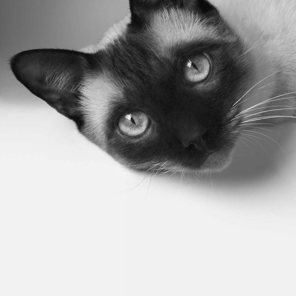 Wall Art Painting id:184394, Name: Hey!, Artist: Bertelli, Jon