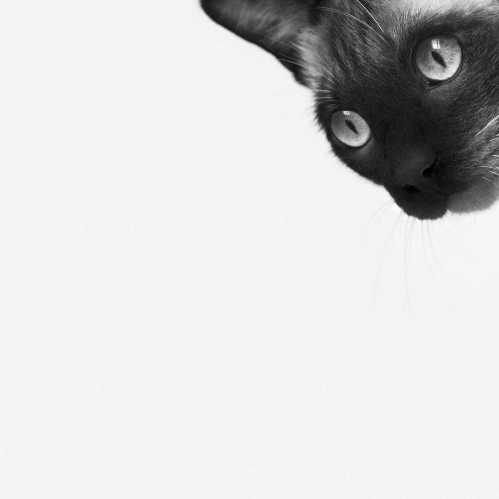 Wall Art Painting id:184393, Name: Be Brave, Artist: Bertelli, Jon