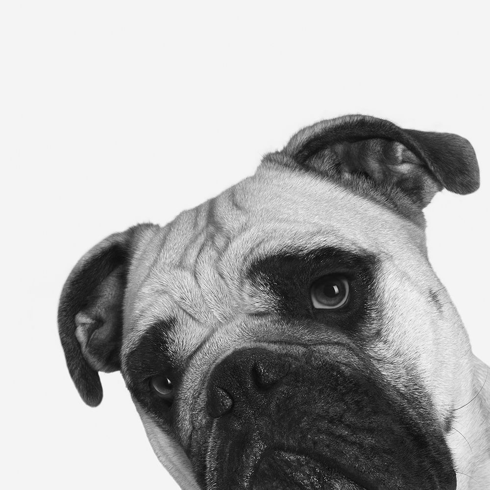 Wall Art Painting id:192265, Name: Qué Pasa?, Artist: Bertelli, Jon