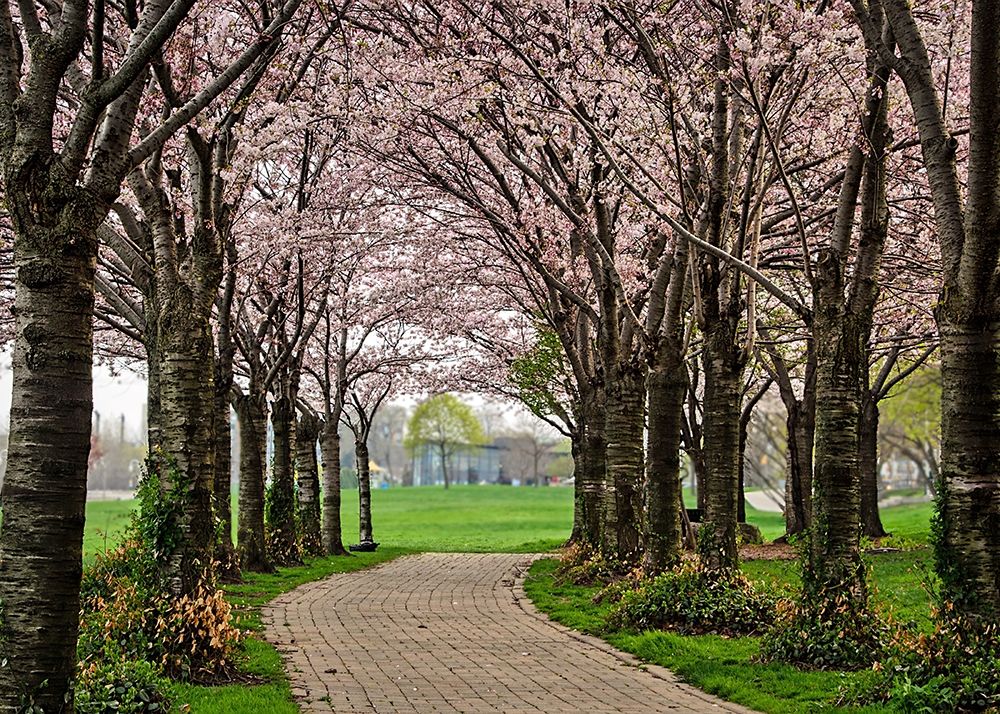 Art Print: Cherry Blossom Path