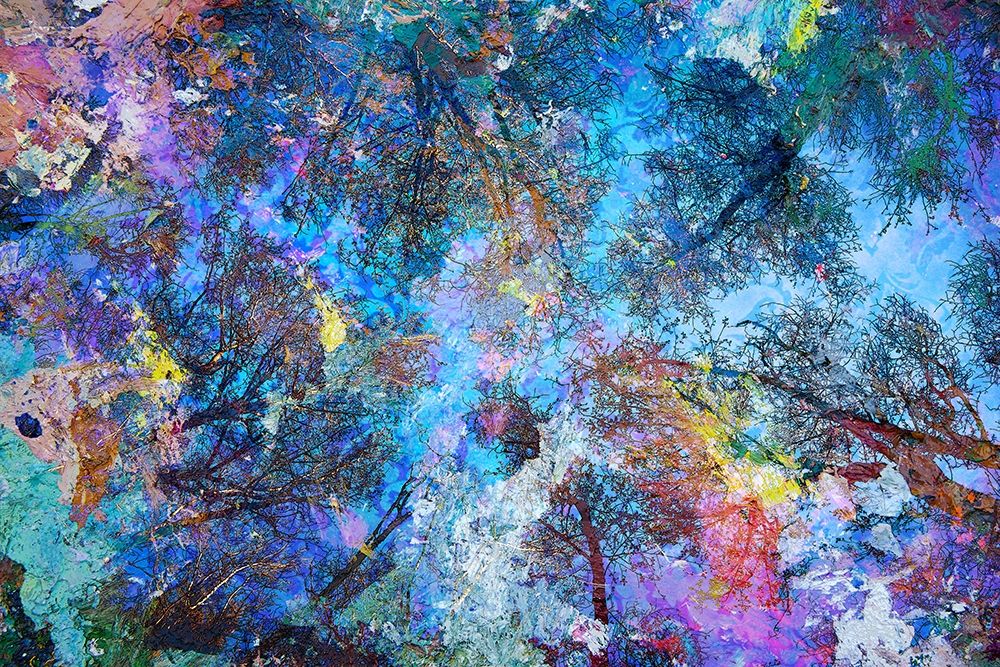 Art Print: Dreaming up to the Trees