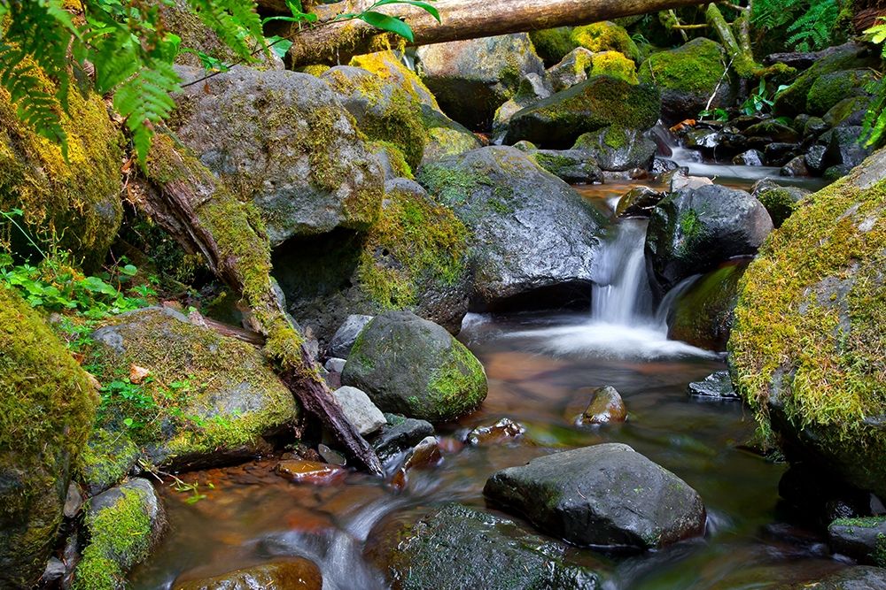 Art Print: Mossy Stream