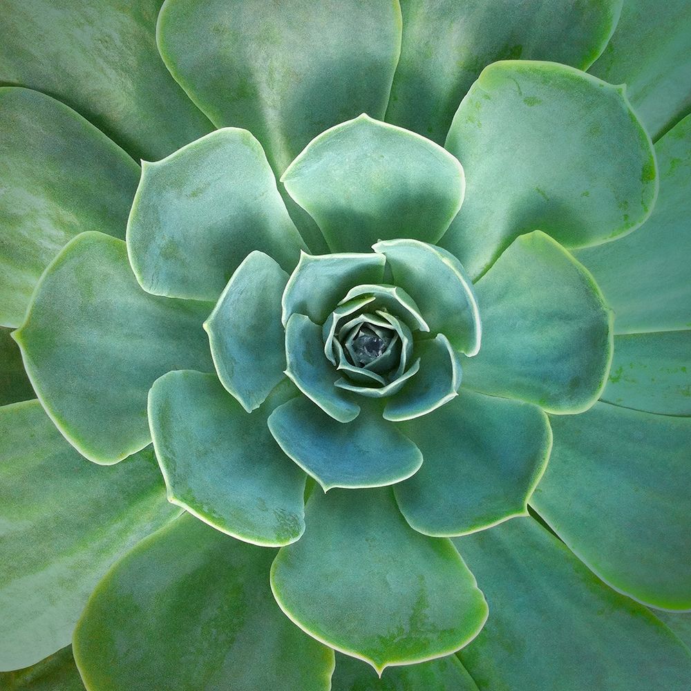Art Print: Glowing Succulent