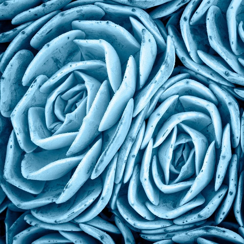 Art Print: Nestled Succulents