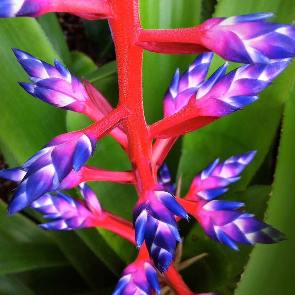 Art Print: Purple and Pink