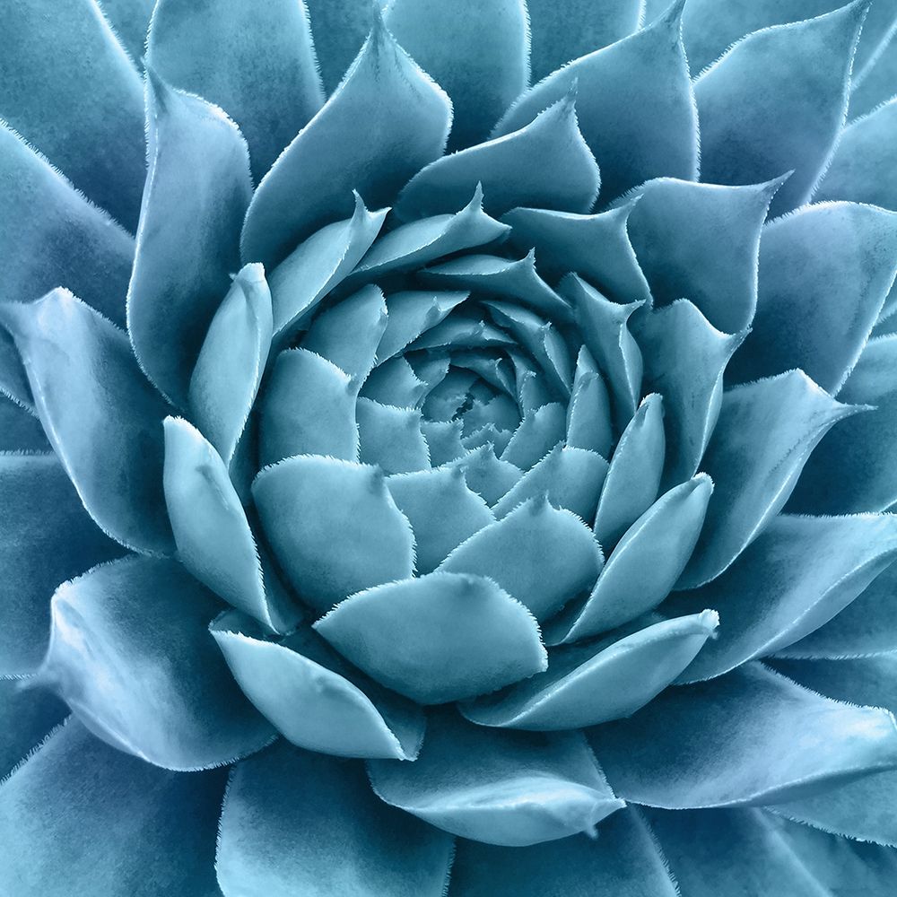 Art Print: Silvery Blue Agave