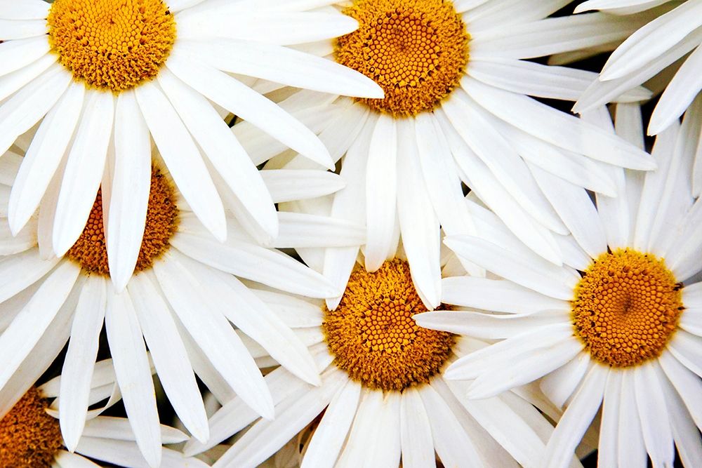 Art Print: Daisy Splash