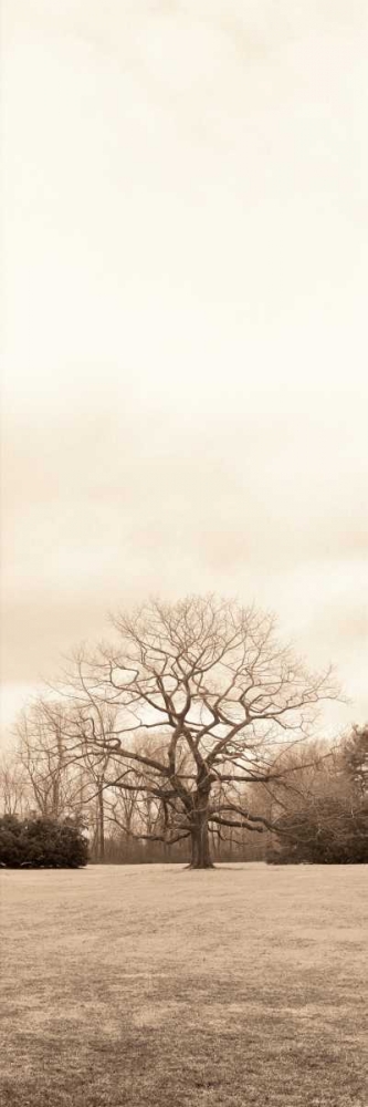 Art Print: Chestnut Tree